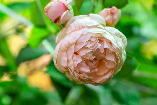 Pivoine rose en fleurs rose sur fond vert sur une photo en gros plan d'une journée d'été.