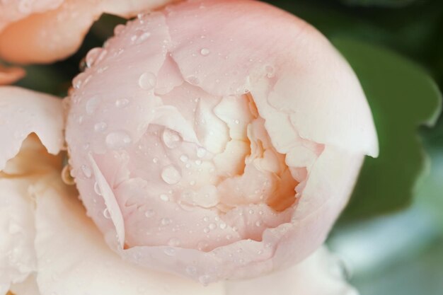 Pivoine rose avec des gouttes d'eau se bouchent