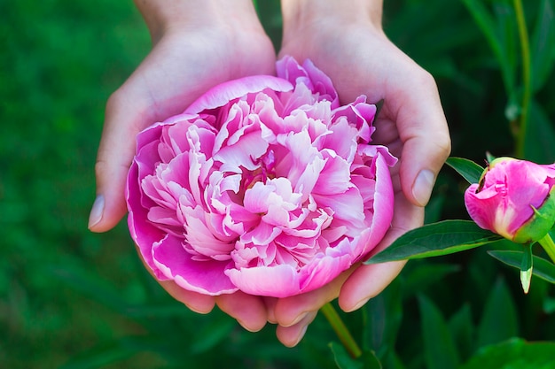 Pivoine rose en gros plan main