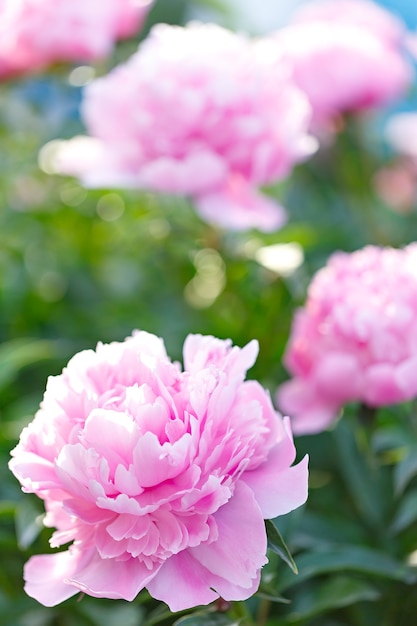 Pivoine rose qui fleurit dans le jardin. Lumière naturelle du jour.