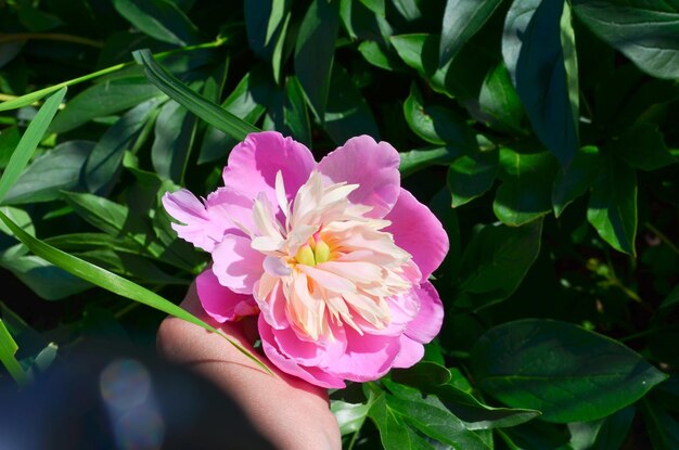 Pivoine rose vif fleurie au début du printemps