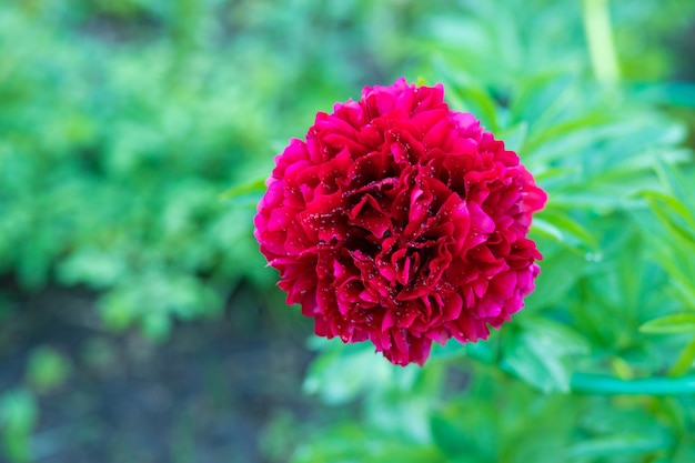 Photo pivoine rouge albiflora paeonia officinalis performance de commande dans le gardenbig fleurs de couleur magenta de pivoines communes dans le parc