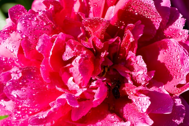 Pivoine rouge