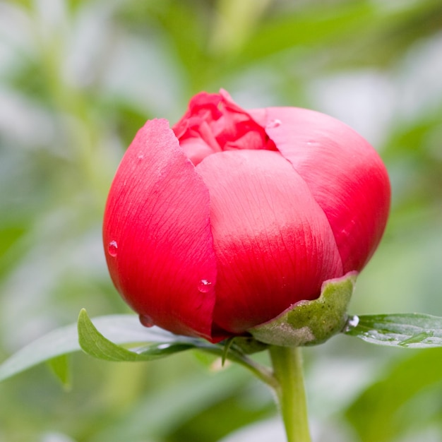 Pivoine rouge