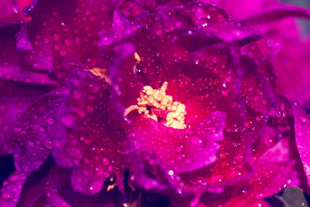 Pivoine violette en fleurs avec rosée dans un jardin