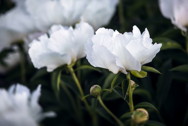 pivoines blanches en fleurs