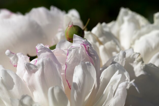 Pivoines blanches qui fleurissent en été