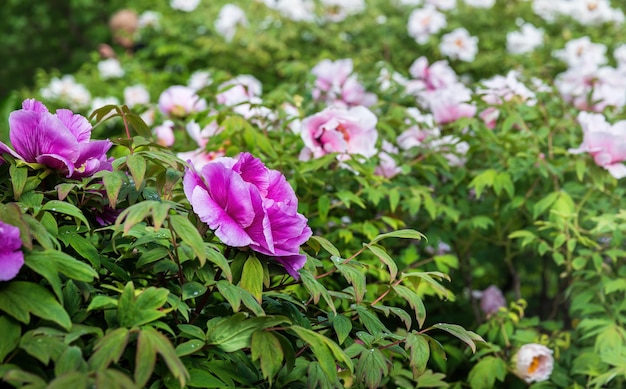 Pivoines blanches et roses arborescentes en fleurs lors d'une journée ensoleillée de printemps dans le jardin