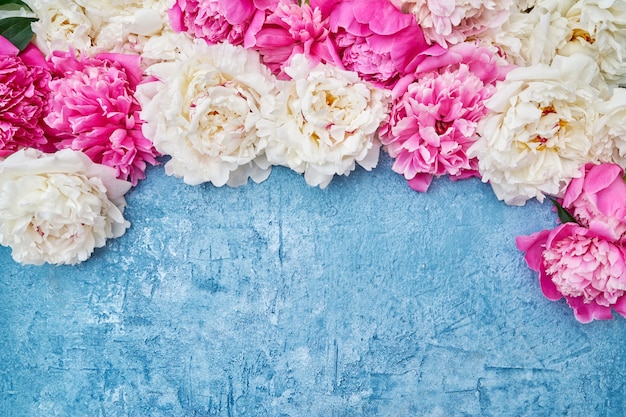 Pivoines blanches et roses sur bleu. Vacances, espace de copie