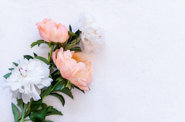 Pivoines blanches et roses