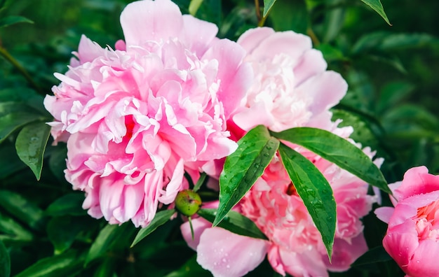 Pivoines dans la rosée après la pluie. Belles fleurs dans la nature.