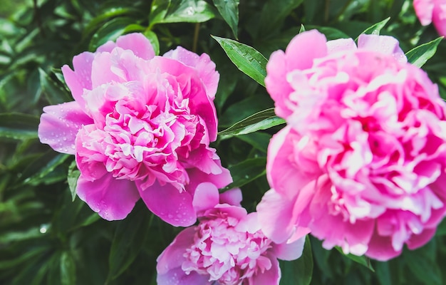 Pivoines dans la rosée après la pluie. Belles fleurs dans la nature.