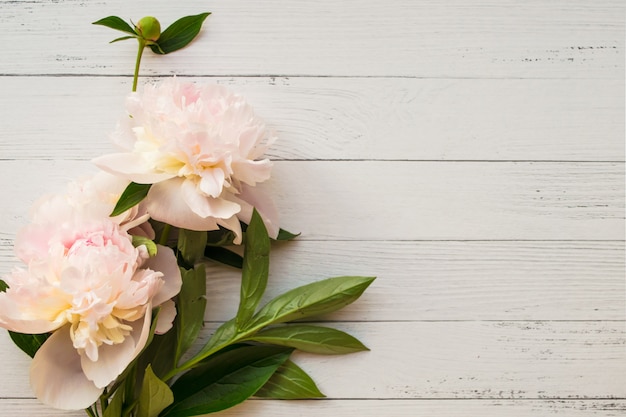 Pivoines douces et romantiques sur bois clair