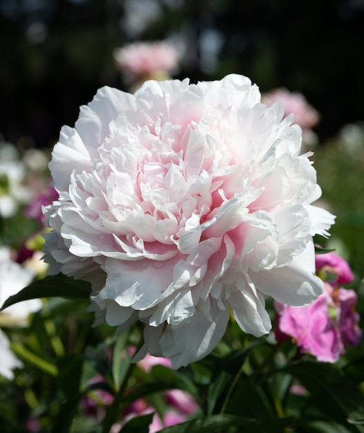 Pivoines en fleurs dans le jardin