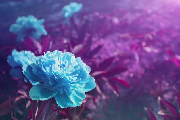 Pivoines en fleurs Fleurs dans le jardin en été Bleu violet