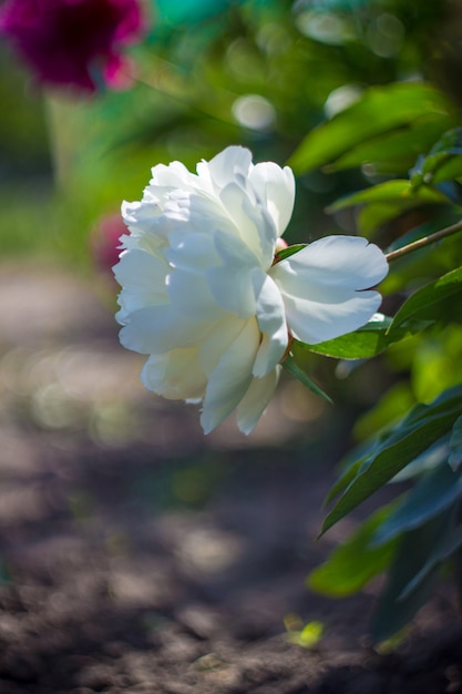 Pivoines de fleurs sur fond blanc. mise au point sélective.