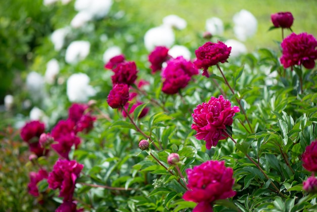 Pivoines à fleurs roses fleurissant sur fond de pivoines roses. Jardin de pivoines.