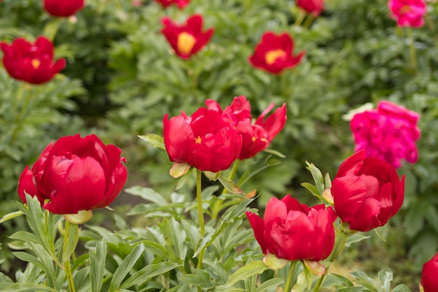 Pivoines fuchsia en fleurs dans le jardin