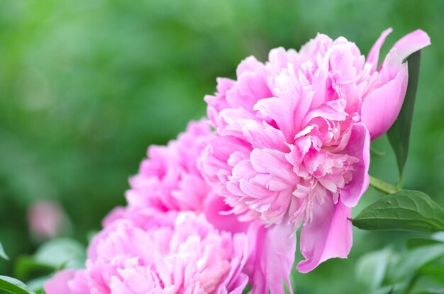 Pivoines joli fond Belles pivoines roses Pivoines roses délicates dans le jardin Fleurs pivoines roses