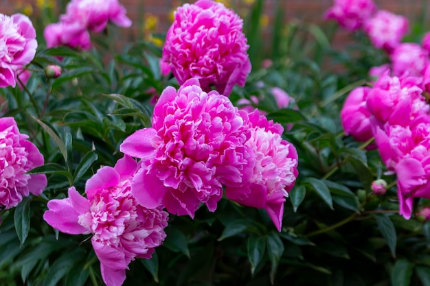 Pivoines luxuriantes sur un lit de fleurs dans le parc. Aménagement paysager, plantes vivaces.