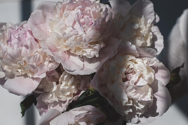 Pivoines roses blanches dans la lumière du soleil et les ombres agrandi