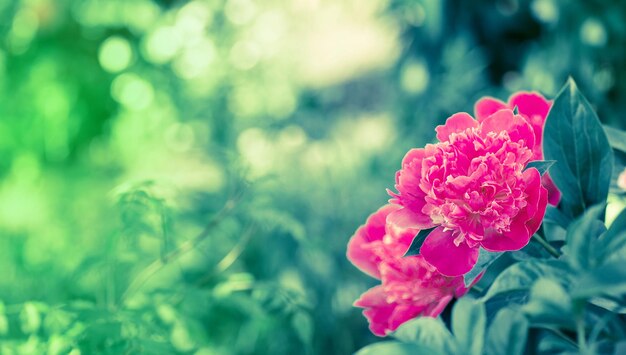 Pivoines roses dans le jardin Gros plan de pivoines rouges dans le jardin Fleurs de pivoine rose fraîche