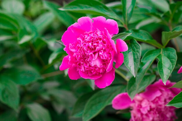 Pivoines roses dans le jardin.