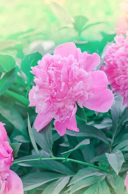 Pivoines roses dans le jardin