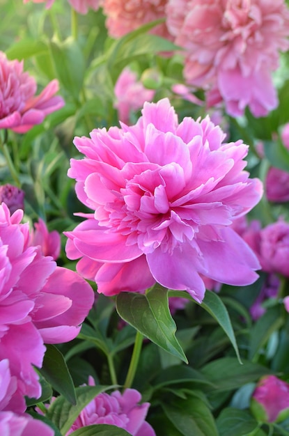 Pivoines roses parfumées Pivoine de couleur rose à la mode Belle pivoine rose gros plan Fleur de pivoine rose en fleurs