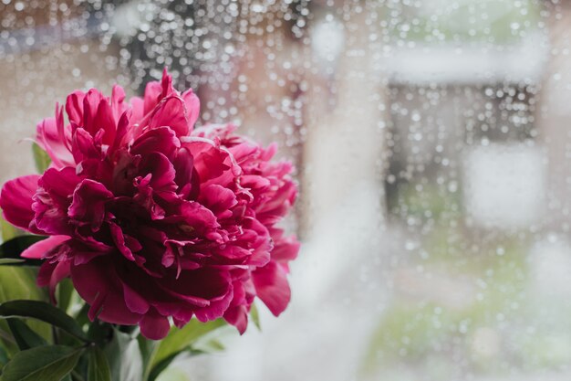 pivoines roses sur le rebord de la fenêtre un jour de pluie. pivoines sur verre humide