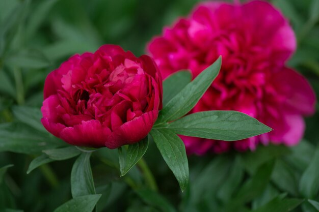 Pivoines roses rouges Pivoine colorée tendance rouge