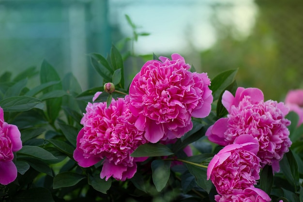 Pivoines roses rouges Pivoine colorée tendance rouge