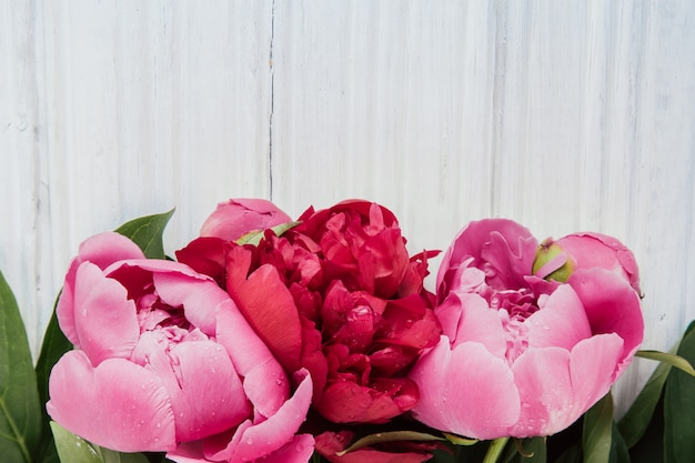 Pivoines roses sur une table en bois blanche avec espace de copie