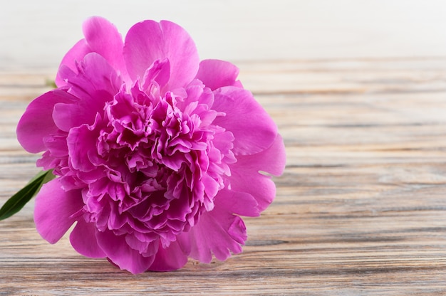 Pivoines roses sur une vieille planche de bois