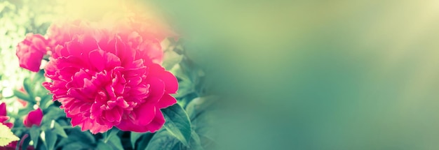 Pivoines rouges dans le jardin Pivoines rouge foncé avec de nombreux pétales Bannière de pivoine rouge Voir avec espace de copie