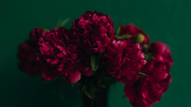 Pivoines rouges sur un fond de mur vert