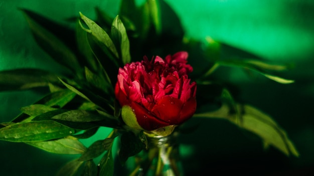 Pivoines rouges sur un fond de mur vert