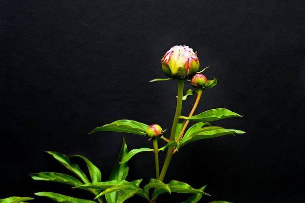 Pivoines rouges sur fond noir