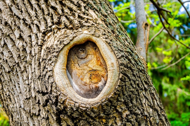 Une place sur un arbre à partir d'une branche sciée.