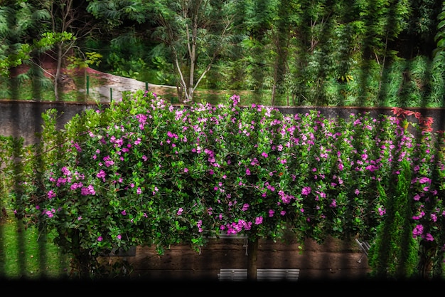 Place dans une forêt avec des arbres verts avec des fleurs lilas et des bancs blancs