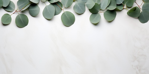 placé à plat avec des branches et des feuilles d'eucalyptus sur un fond blanc cadre esthétique d'eukalyptus