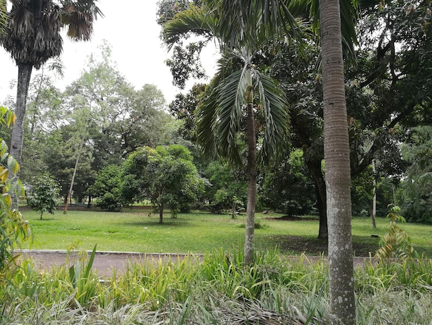 Photo la place royale de kinshasa