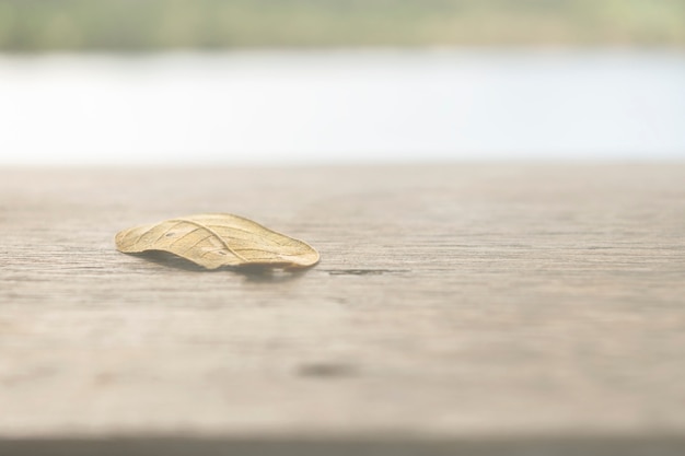 Placez les feuilles sur la table en bois