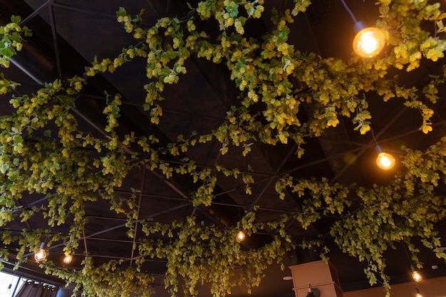 Le plafond du restaurant de bière est décoré de branches de houblon.