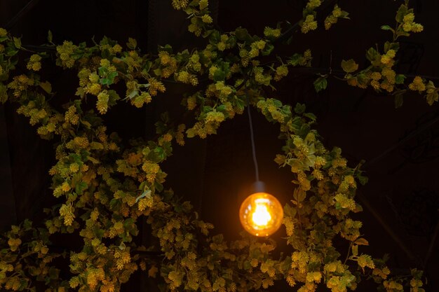 Le plafond du restaurant de bière est décoré de branches de houblon.