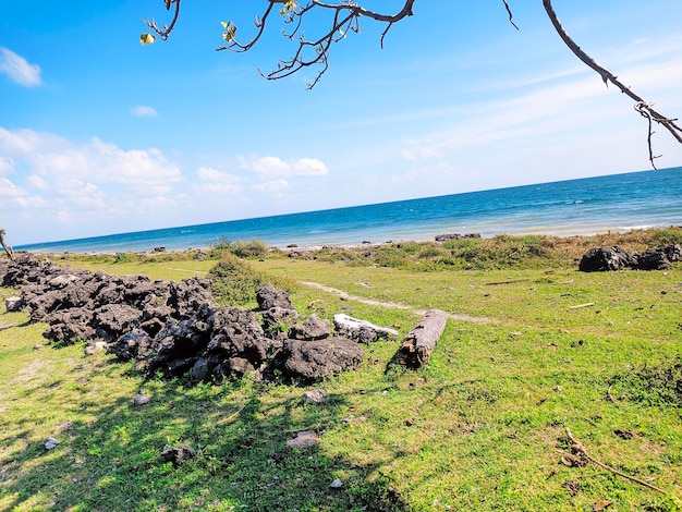 Une plage avec un arbre et des rochers au premier plan