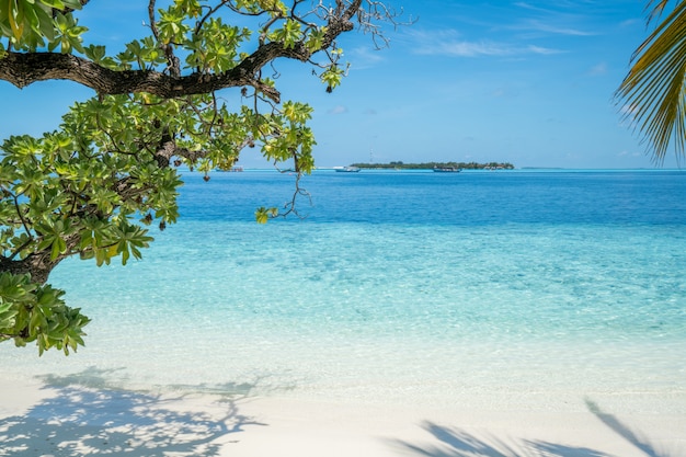 Photo plage avec arbres au premier plan