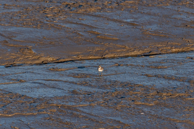 Sur la plage au crépuscule, il y a des oiseaux à la recherche de nourriture