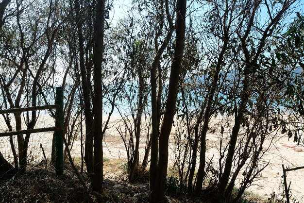 Plage blanche vue à travers les arbres