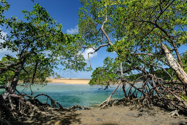 Photo plage brésilienne et angrove à barra de camaratuba beach près de joao pessoa paraiba brésil